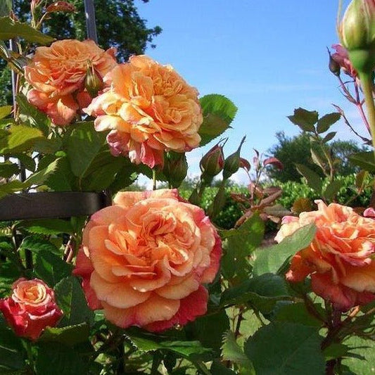 Aloha ® Plants garden rose bushes potted or bare root plants