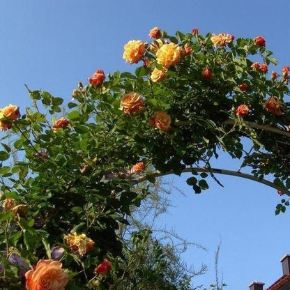 Aloha ® - Climbing rose