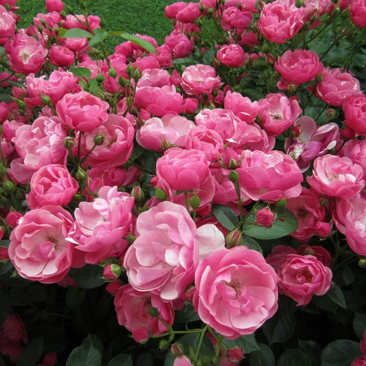 ANGELA ® Floribunda Roses garden rose bushes potted or bare root plants