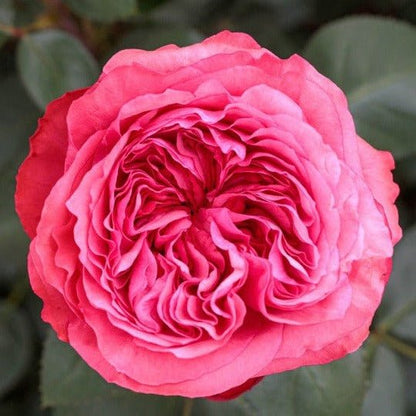 AUDREY FLEUROT ® Plants garden rose bushes potted or bare root plants