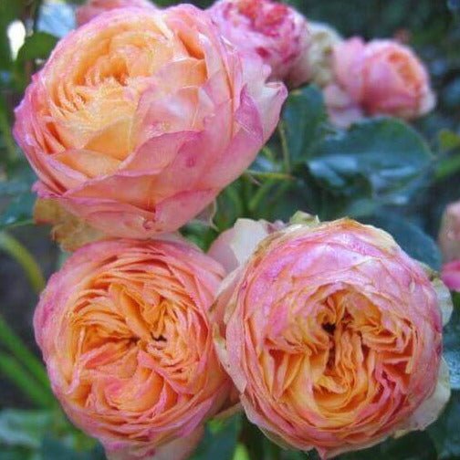 Baby Romantica ® | Climbing Roses | Garden Rose Bush – Famous Roses World