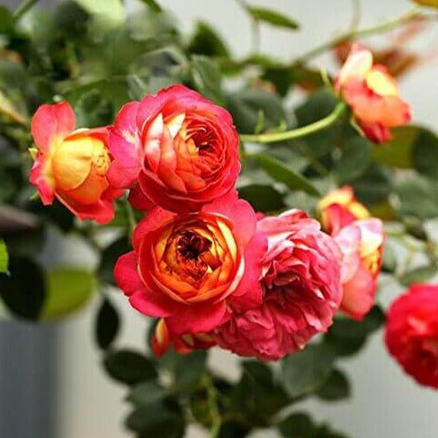 Baby Romantica ® | Climbing Roses | Garden Rose Bush – Famous Roses World