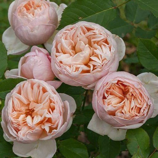 Belle Romantica ® Hybrid Tea Roses garden rose bushes potted or bare root plants