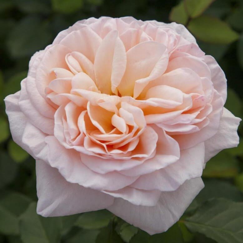 Belle Romantica ® Hybrid Tea Roses garden rose bushes potted or bare root plants