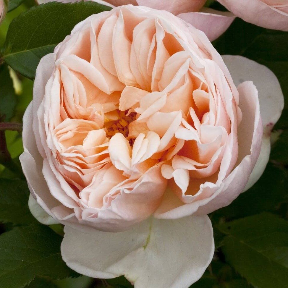 Belle Romantica ® Hybrid Tea Roses garden rose bushes potted or bare root plants