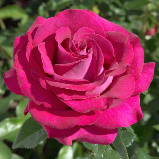 Belles Rives ® garden rose bushes potted or bare root plants