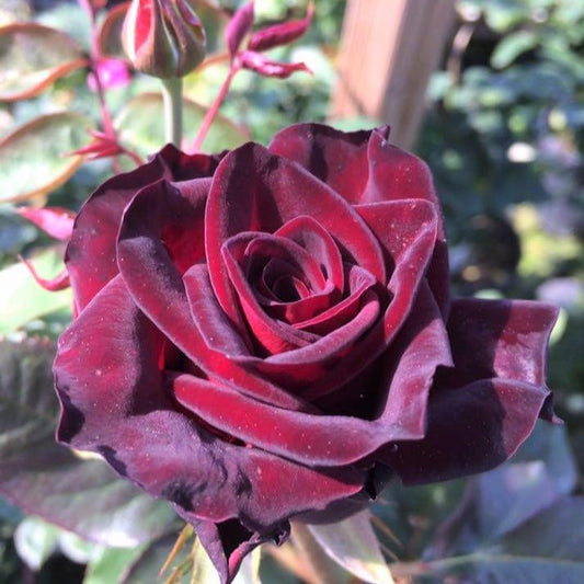 Black Baccara ® - French hybrid tea rose bred by Meilland Richardier