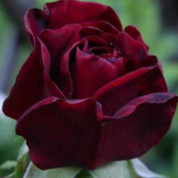 Black Madonna (Schwarze Madonna) ® Hybrid Tea Roses garden rose bushes potted or bare root plants