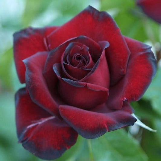 Black Madonna (Schwarze Madonna) ® Hybrid Tea Roses garden rose bushes potted or bare root plants