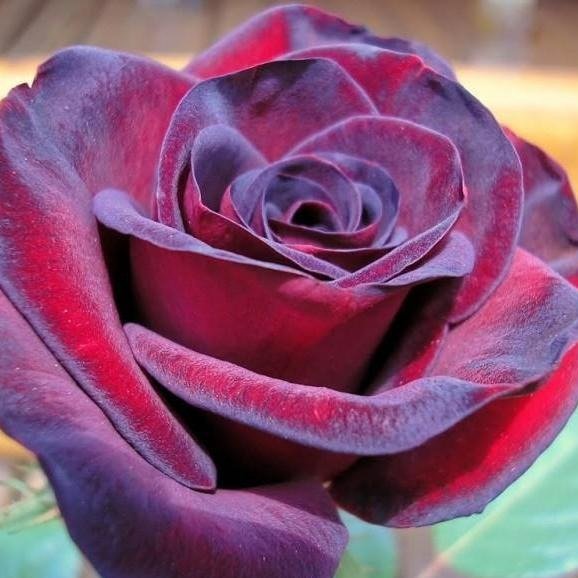 Black Madonna (Schwarze Madonna) ® Hybrid Tea Roses garden rose bushes potted or bare root plants