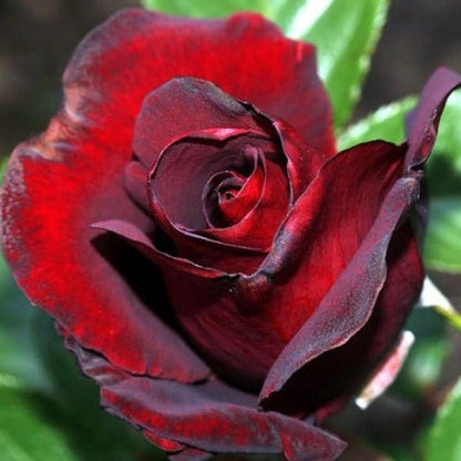 Black Madonna (Schwarze Madonna) ® Hybrid Tea Roses garden rose bushes potted or bare root plants