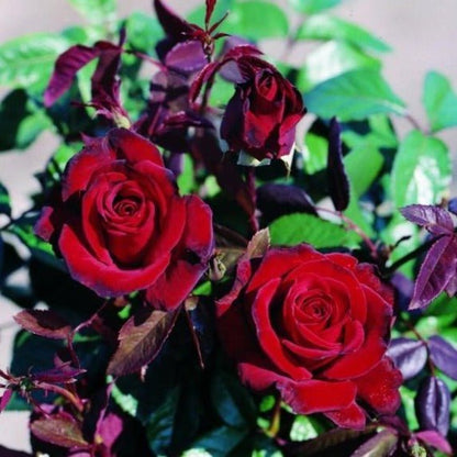 Black Madonna (Schwarze Madonna) ® Hybrid Tea Roses garden rose bushes potted or bare root plants