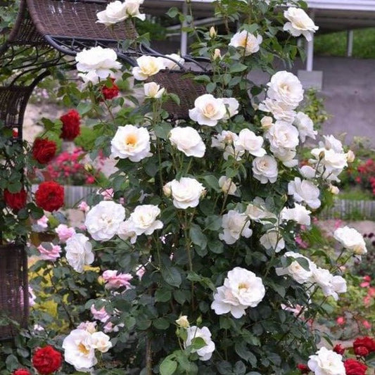 Blanche Colombe ® Climbing Roses garden rose bushes potted or bare root plants