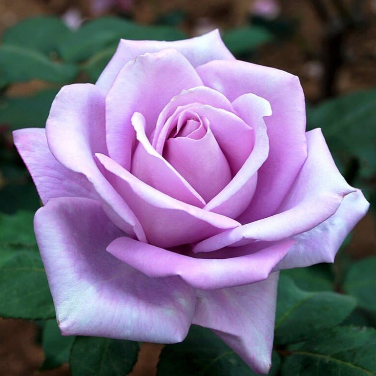 Blue Moon ® Hybrid Tea Roses garden rose bushes potted or bare root plants