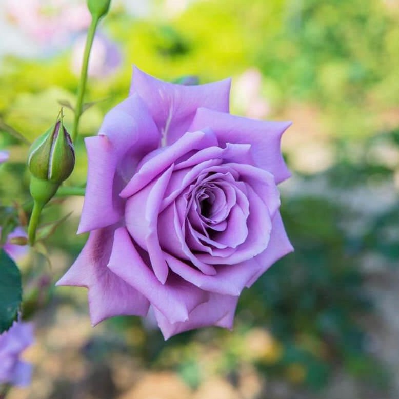 Blue Moon Rose () Blue Moon Rose