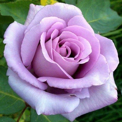 Blue Moon ® Hybrid Tea Roses garden rose bushes potted or bare root plants