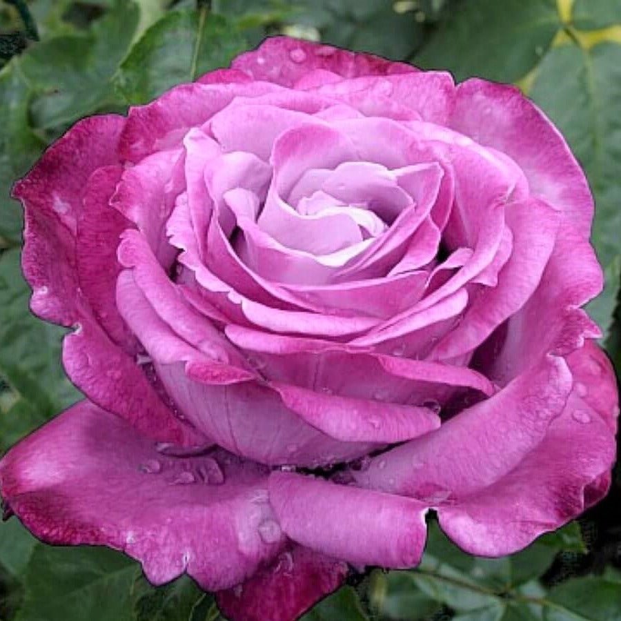Blue River ®' | Hybrid Tea Roses | Garden Rose Bush – Famous Roses World