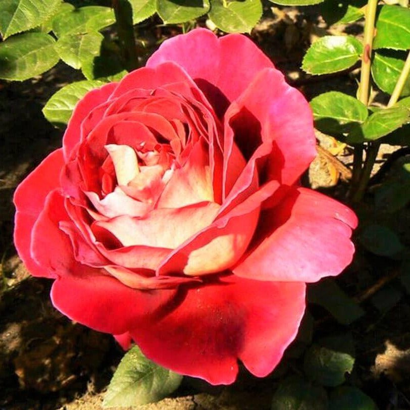 Bolshoi ®' Hybrid Tea Roses garden rose bushes potted or bare root plants