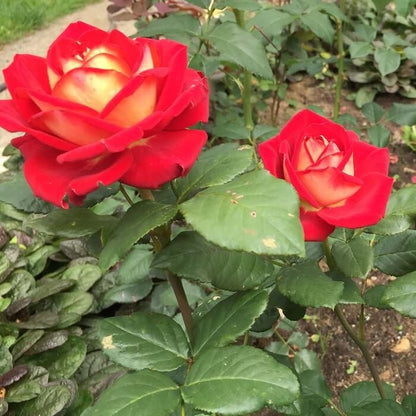 Bolshoi ®' Hybrid Tea Roses garden rose bushes potted or bare root plants