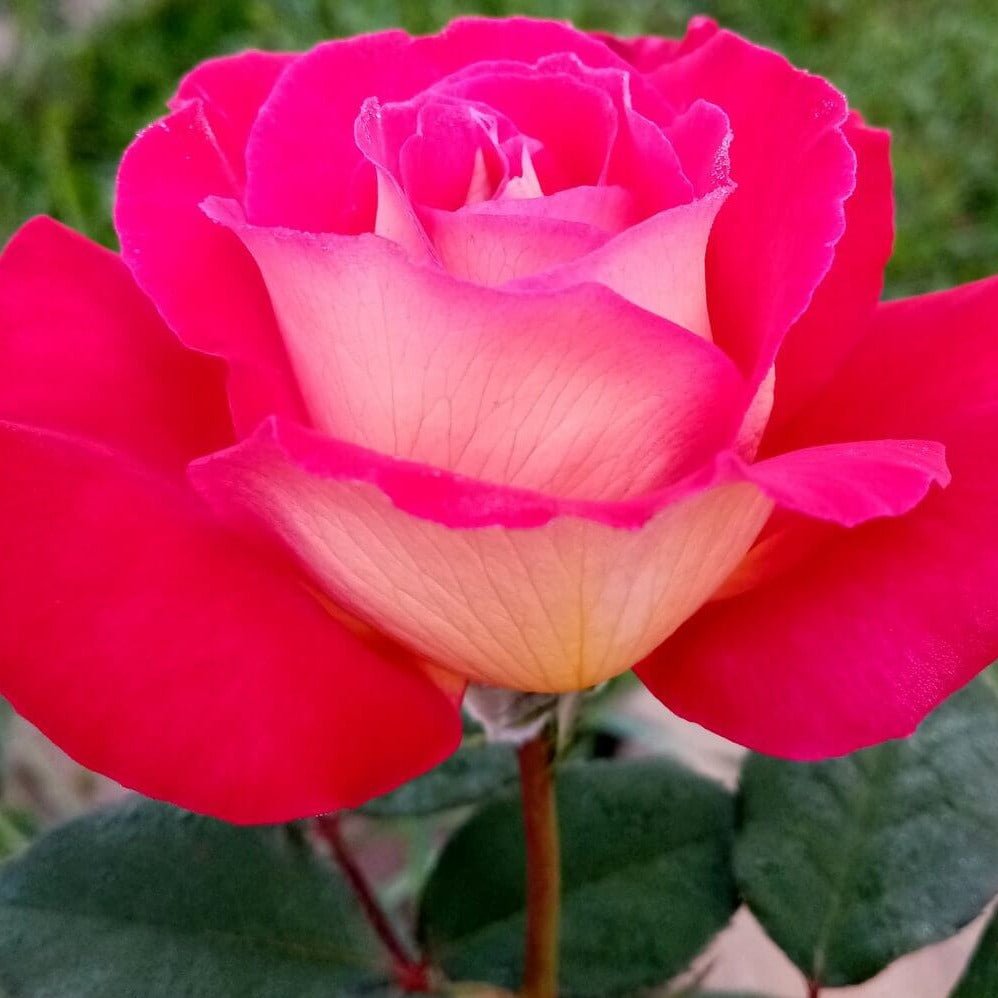 Bolshoi ®' Hybrid Tea Roses garden rose bushes potted or bare root plants