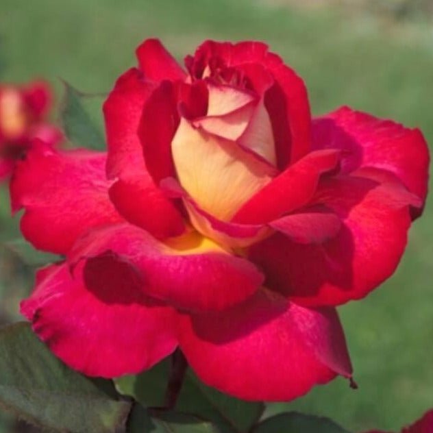 Bolshoi ®' Hybrid Tea Roses garden rose bushes potted or bare root plants