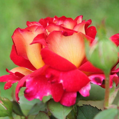 Bolshoi ®' Hybrid Tea Roses garden rose bushes potted or bare root plants