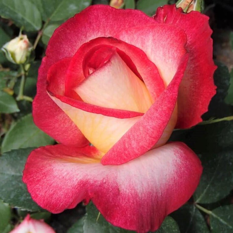 Bolshoi ®' Hybrid Tea Roses garden rose bushes potted or bare root plants