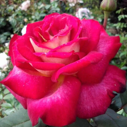 Bolshoi ®' Hybrid Tea Roses garden rose bushes potted or bare root plants