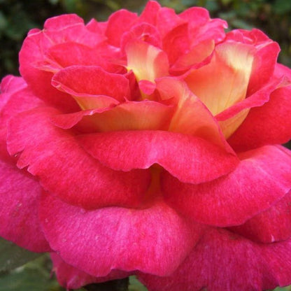 Bolshoi ®' Hybrid Tea Roses garden rose bushes potted or bare root plants