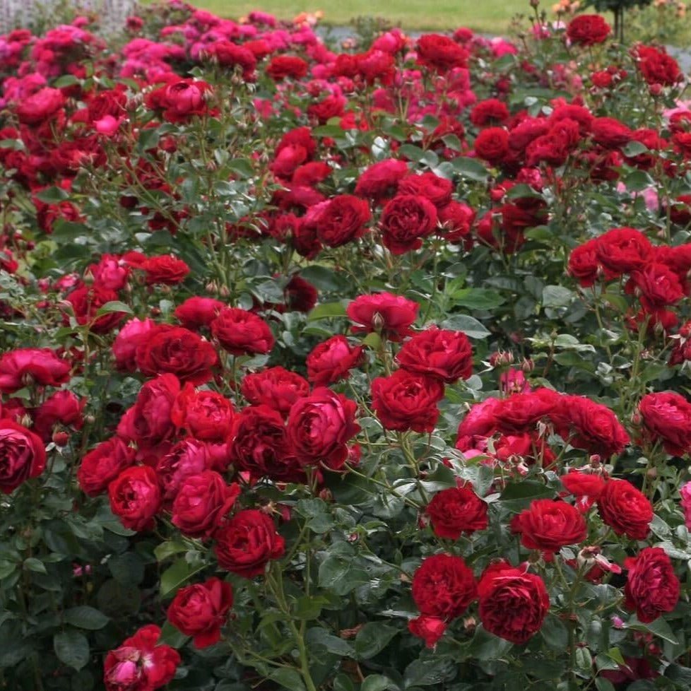 Bordeaux ®' | Floribunda Roses | Garden Rose Bush – Famous Roses World