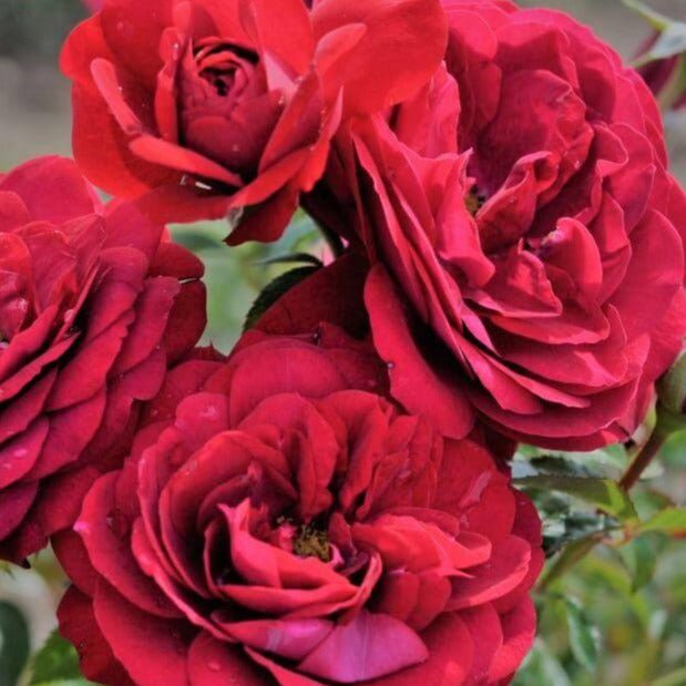 Bordeaux ®' | Floribunda Roses | Garden Rose Bush – Famous Roses World