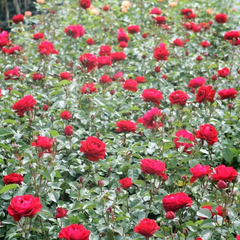 Bordeaux ®' Floribunda Roses garden rose bushes potted or bare root plants