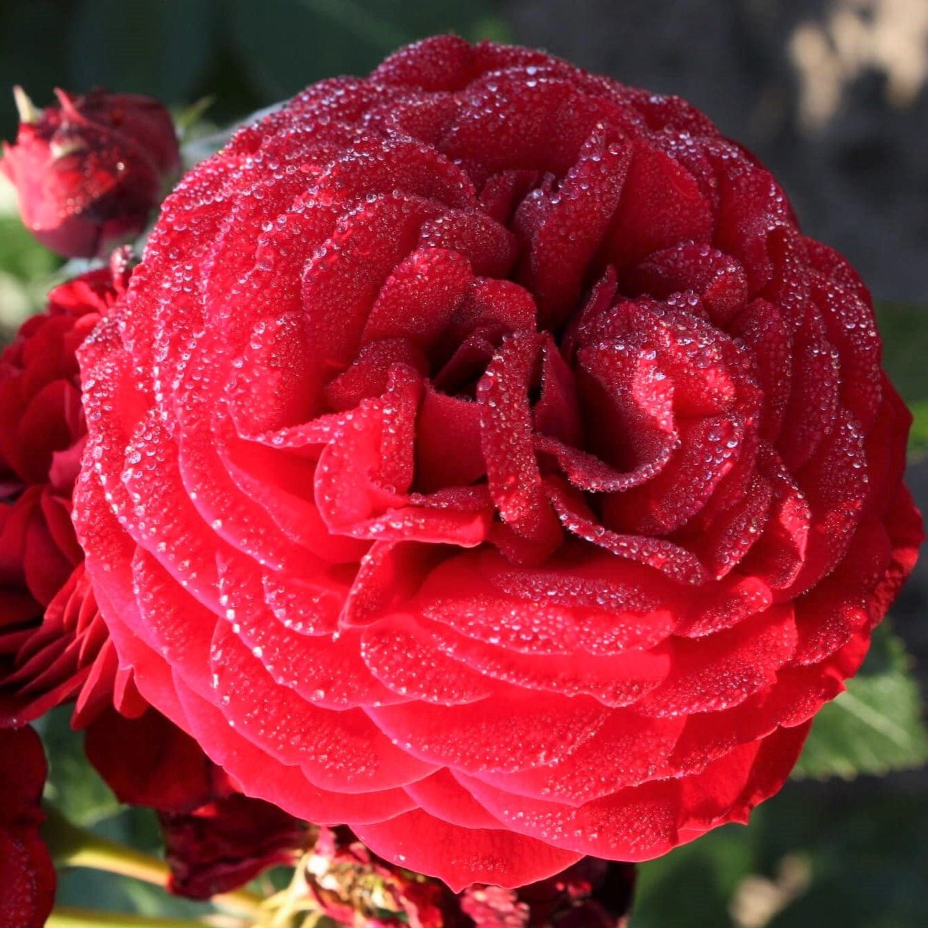 Bordeaux ®' Floribunda Roses garden rose bushes potted or bare root plants