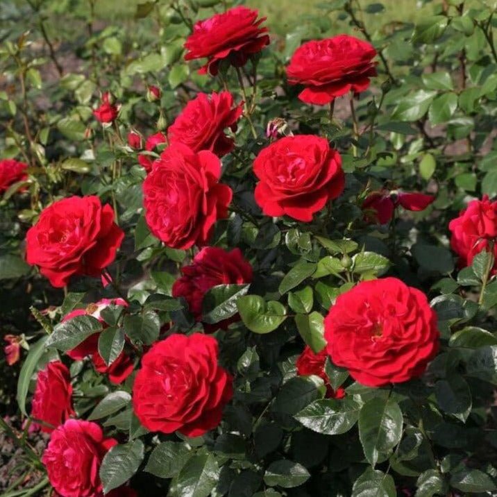 Bordeaux ®' Floribunda Roses garden rose bushes potted or bare root plants