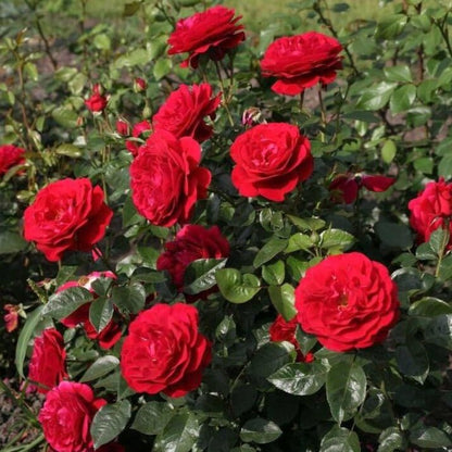 Bordeaux ®' Floribunda Roses garden rose bushes potted or bare root plants