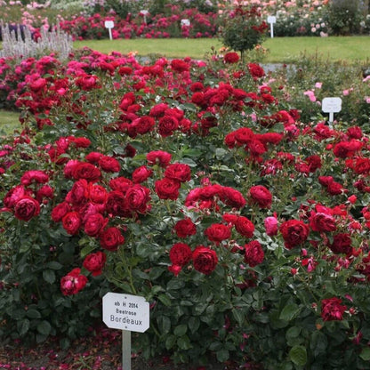 Bordeaux ®' Floribunda Roses garden rose bushes potted or bare root plants