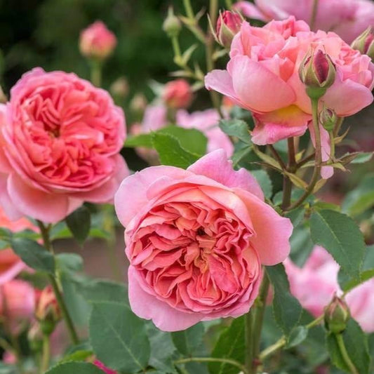 Boscobel ® English Shrub Rose garden rose bushes potted or bare root plants