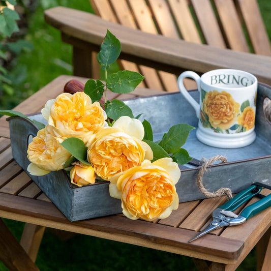 Bring Me Sunshine ® Shrub rose garden rose bushes potted or bare root plants