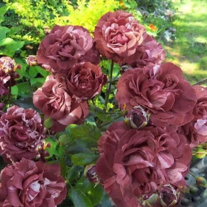 Brownie ® Climbing Roses garden rose bushes potted or bare root plants