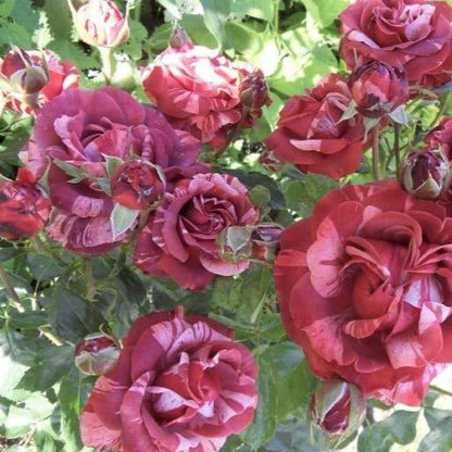 Brownie ® Climbing Roses garden rose bushes potted or bare root plants