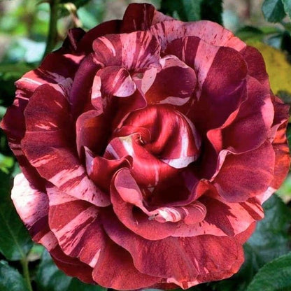 Brownie ® Climbing Roses garden rose bushes potted or bare root plants