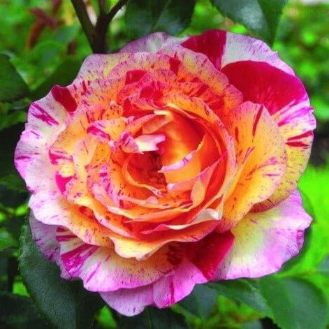 Camille Pissarro ® Floribunda garden rose bushes potted or bare root plants