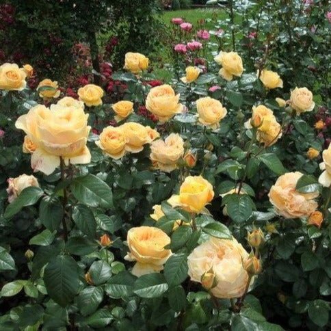 Candlelight ® Hybrid Tea Roses garden rose bushes potted or bare root plants