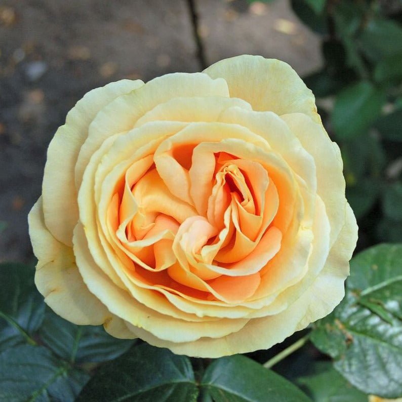 Candlelight ® Hybrid Tea Roses garden rose bushes potted or bare root plants