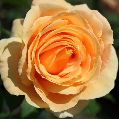 Candlelight ® Hybrid Tea Roses garden rose bushes potted or bare root plants