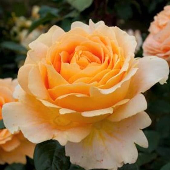 Candlelight ® Hybrid Tea Roses garden rose bushes potted or bare root plants