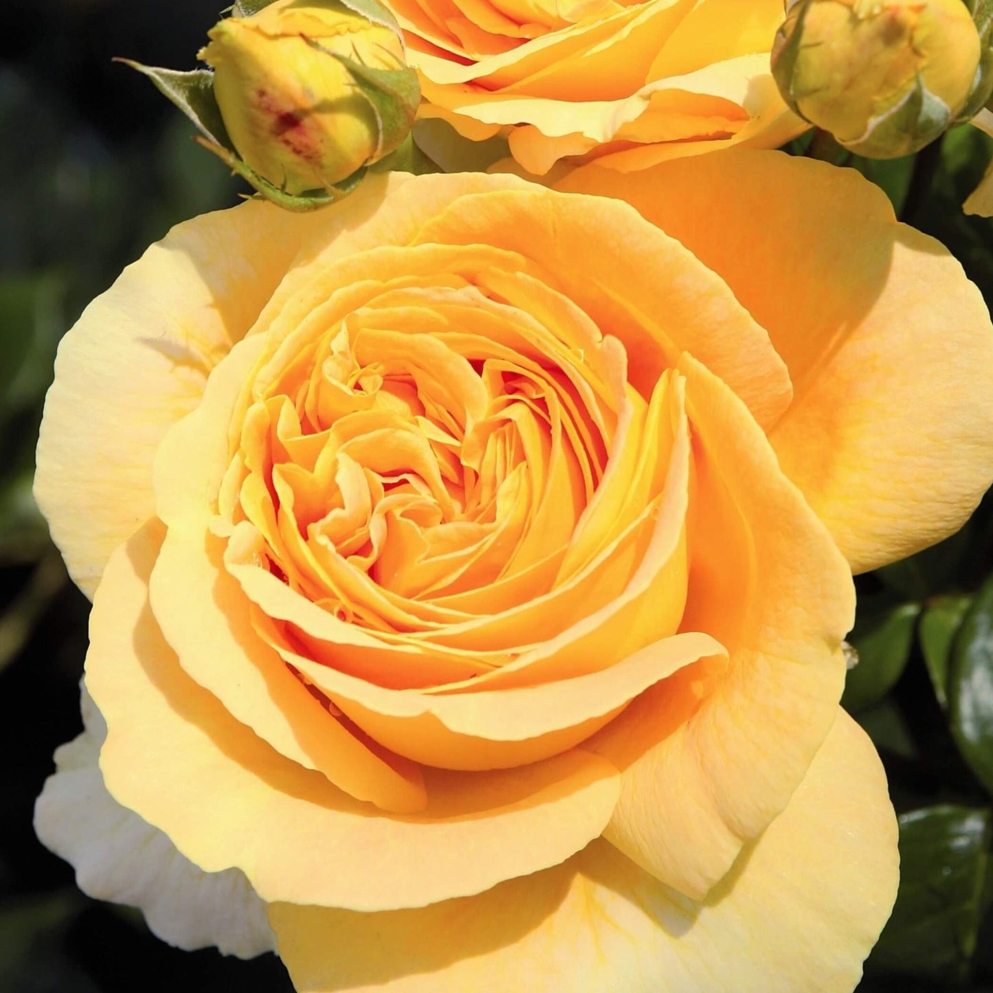 Candlelight ® Hybrid Tea Roses garden rose bushes potted or bare root plants