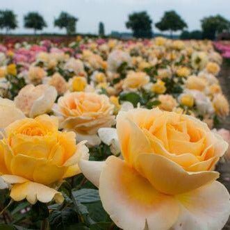 Candlelight ® Hybrid Tea Roses garden rose bushes potted or bare root plants