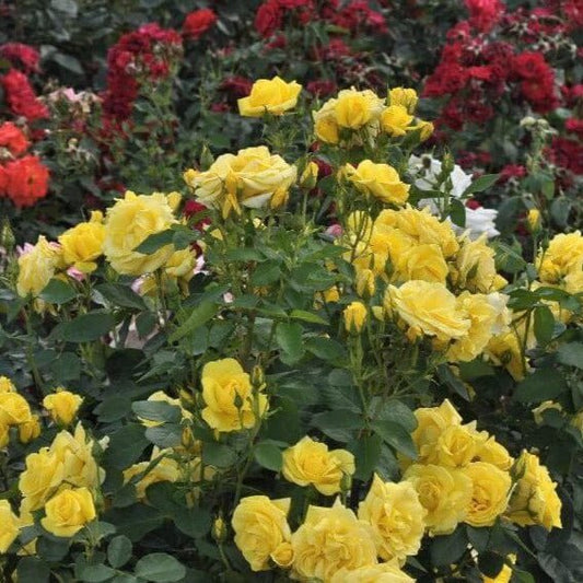 Carte D'or ® Floribunda Roses garden rose bushes potted or bare root plants