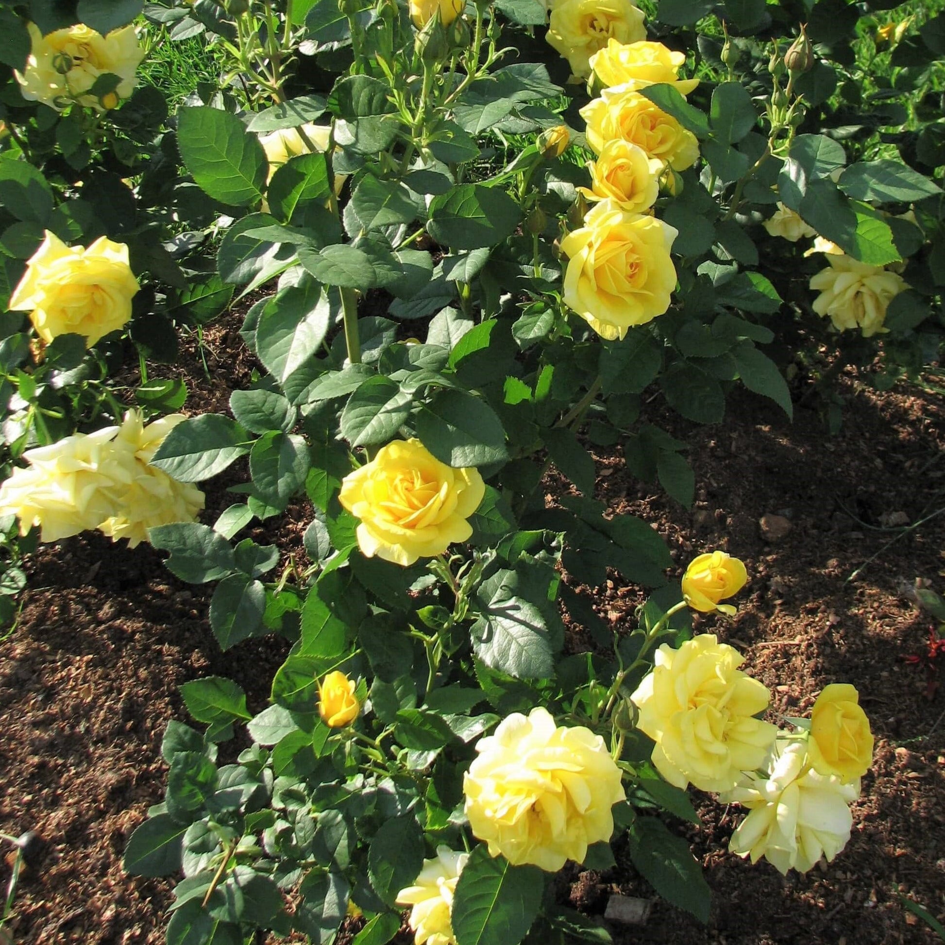 Carte D'or ® Floribunda Roses garden rose bushes potted or bare root plants